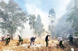 Chủ động ứng phó nguy cơ cháy rừng