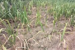 Nắng hạn khiến hàng trăm ha mía nguyên liệu ở Nghệ An bị khô héo
