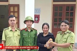 Cứu hộ thành công cá thể voọc non đi lạc vào khu dân cư