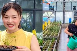 Nữ doanh nh&acirc;n gi&uacute;p cả l&agrave;ng đổi đời nhờ lo&agrave;i hoa đặc biệt