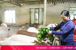 Nhân rộng mô hình nông nghiệp hữu cơ gắn với chuỗi giá trị Quế Lâm