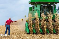 Mexico sẽ vẫn l&agrave; nước nhập khẩu ng&ocirc; lớn nhất thế giới v&agrave;o năm 2035