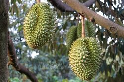 Đồng Tháp đặt mục tiêu sẽ cấp mới gần 160.000 ha mã số vùng trồng
