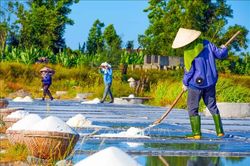 Nghề muối Châu Hạ trước thách thức thu nhập và đầu ra
