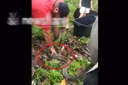 Đi ra vườn, người đàn ông phát hiện cảnh tượng 'nổi da gà'