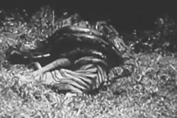 Một cú cắn sai lầm, hổ dữ phải trả giá bằng cả mạng sống trước trăn khổng lồ