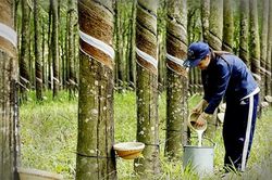 Ho&agrave;n thiện hướng dẫn EUDR: Cần thống nhất để dễ thực thi