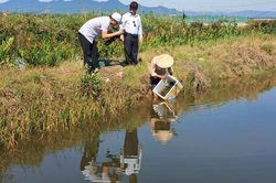 Triển khai m&ocirc; h&igrave;nh nu&ocirc;i cua biển th&acirc;m canh trong ao