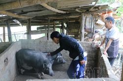 Đảm bảo chăn nu&ocirc;i an to&agrave;n, bền vững