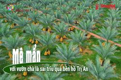 [Video] M&ecirc; mẩn với vườn ch&agrave; l&agrave; sai trĩu quả b&ecirc;n hồ Trị An