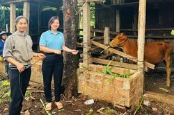 Hội LHPN phường Thống Nhất trao b&ograve; giống hỗ trợ hội vi&ecirc;n kh&oacute; khăn