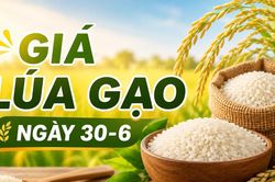 Giá lúa gạo ngày 30-6: Gạo nguyên liệu xuất khẩu CL 555 tăng lên 9.300 đồng/kg