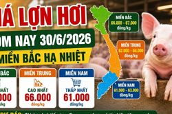 Giá lợn hơi hôm nay 30/6: Nhiều nơi giảm về 66.000 đồng/kg