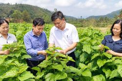 Chấn Thịnh: Nghị quyết 21 tạo đổi thay trên những thửa ruộng, triền đồi