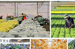 Kinh tế tư nhân và kinh tế tập thể là động lực quan trọng của nền kinh tế Lâm Đồng