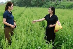 Sâm nữ hoàng - Hướng đi mới trong phát triển dược liệu