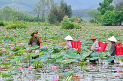 Nh&acirc;n rộng m&ocirc; h&igrave;nh sản xuất hiệu quả