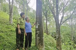 Câu chuyện đẹp về tình yêu rừng