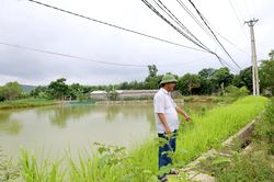 Ấm no từ 'dòng sữa' Cẩm Ly
