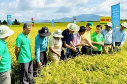 G&oacute;c nh&igrave;n văn h&oacute;a: Đề &aacute;n 'Một triệu ha l&uacute;a v&agrave; h&agrave;nh tr&igrave;nh xanh h&oacute;a Đồng bằng s&ocirc;ng Cửu Long'