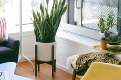 Nhiều người trồng cây chỉ để làm đẹp, không biết 7 loại này còn giúp nhà mát hơn