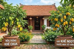 Nên trồng khế chua hay khế ngọt trước nhà tốt hơn?