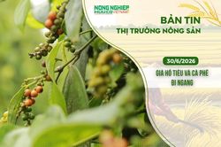 Thị trường n&ocirc;ng sản 30/6/2026: Gi&aacute; hồ ti&ecirc;u v&agrave; c&agrave; ph&ecirc; đi ngang