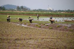 Hải Ph&ograve;ng b&aacute;m s&aacute;t khung thời vụ, đẩy nhanh tiến độ gieo cấy vụ M&ugrave;a
