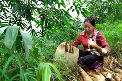 L&agrave;o Cai ph&aacute;t huy lợi thế tre măng B&aacute;t độ gắn với chế biến v&agrave; xuất khẩu