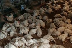 Ph&uacute; Thọ: 6.000 con g&agrave; chết do sự cố điện, người d&acirc;n đề nghị l&agrave;m r&otilde; tr&aacute;ch nhiệm