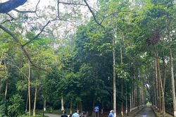 Việt Nam đối mặt bài toán tăng sản lượng không đánh đổi rừng