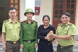 Kịp thời cứu hộ voọc con đi lạc vào vườn nhà dân