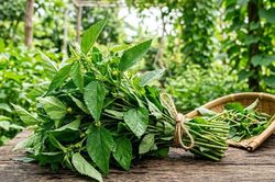 5 lợi ích của rau đay đối với sức khỏe