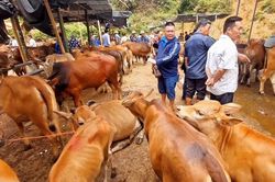 Chợ gia súc lớn nhất miền núi phía Bắc mở cửa trở lại