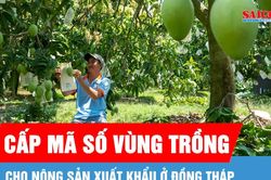 Đồng Tháp đẩy nhanh cấp mã số vùng trồng cho nông sản xuất khẩu