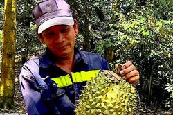 Đồng Th&aacute;p đẩy nhanh cấp m&atilde; số v&ugrave;ng trồng cho n&ocirc;ng sản xuất khẩu