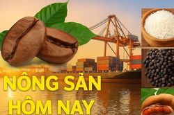Giá nông sản hôm nay 1/7/2026: Giá cà phê trước chu kỳ biến động mới, giá tiêu 'lặng sóng'; Mỹ kêu gọi bình ổn giá xăng dịp Quốc khánh