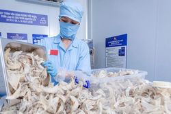 Khẩn thiết bảo vệ đàn chim yến: Giữ 'vàng trắng' để vươn tầm thế giới