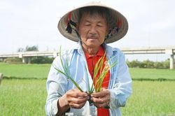 Ruộng lúa bên sông Trà chết khô, nông dân nguy cơ mất trắng