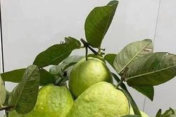 Uống 20 lá ổi mỗi ngày để chữa tiểu đường, người đàn ông ngỡ ngàng với kết quả