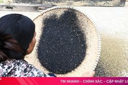 Mùa hái 'vàng đen' ở miền Tây Hà Tĩnh