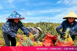 Phát triển vùng nguyên liệu dứa ở Hà Tĩnh: Liên kết phải gắn với trách nhiệm!