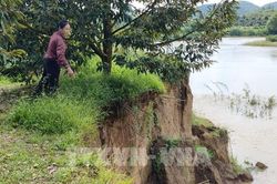 Bờ sông Đạ Quay tiếp tục bị khoét sâu, nhiều diện tích đất sản xuất bị cuốn trôi
