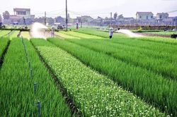 Tăng cường quản lý mã số vùng trồng và cơ sở kiểm nghiệm nông sản phục vụ xuất khẩu