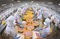 Xuất khẩu thủy sản nửa đầu năm tăng trưởng 2 con số