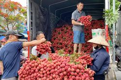 Vải thiều Bắc Ninh lập kỷ lục doanh thu hơn 7.200 tỷ đồng