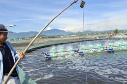 Nhà nông thích ứng với biến động nuôi tôm