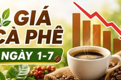 Giá cà phê ngày 1-7: Giảm 600 đồng, thấp nhất 88.800 đồng/kg