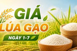 Giá lúa gạo ngày 1-7: Một số loại lúa tươi giảm thêm 100 đồng/kg