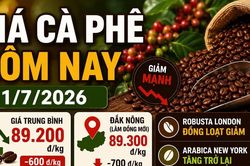 Giá cà phê hôm nay 1/7: Trong nước giảm, Robusta đỏ sàn
